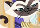 Cat Breeder