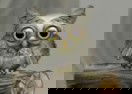 Cute Owl 2