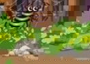 Dino Happy Jungle