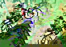 Dirt Bike Championship