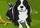 Dog Training