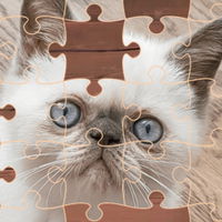 Exotic Cats Jigsaw Puzzle