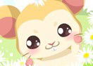 Hamster Care