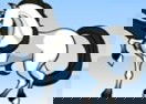 Mane Attraction