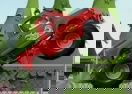 Oddbods Monster Truck Challenge