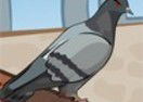 Pigeon