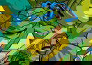 Turtles Racing