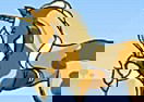 Vestir al Pony
