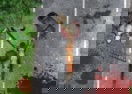 Zombie Uprising